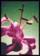 flower pictures, flower photo, fine art photography, lily flower, creative photography